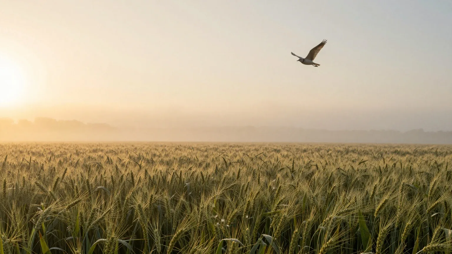 Eine Feldlerche steigt bei Sonnenaufgang über einem taufeuchten Weizenfeld auf, Nebel liegt über dem Feld