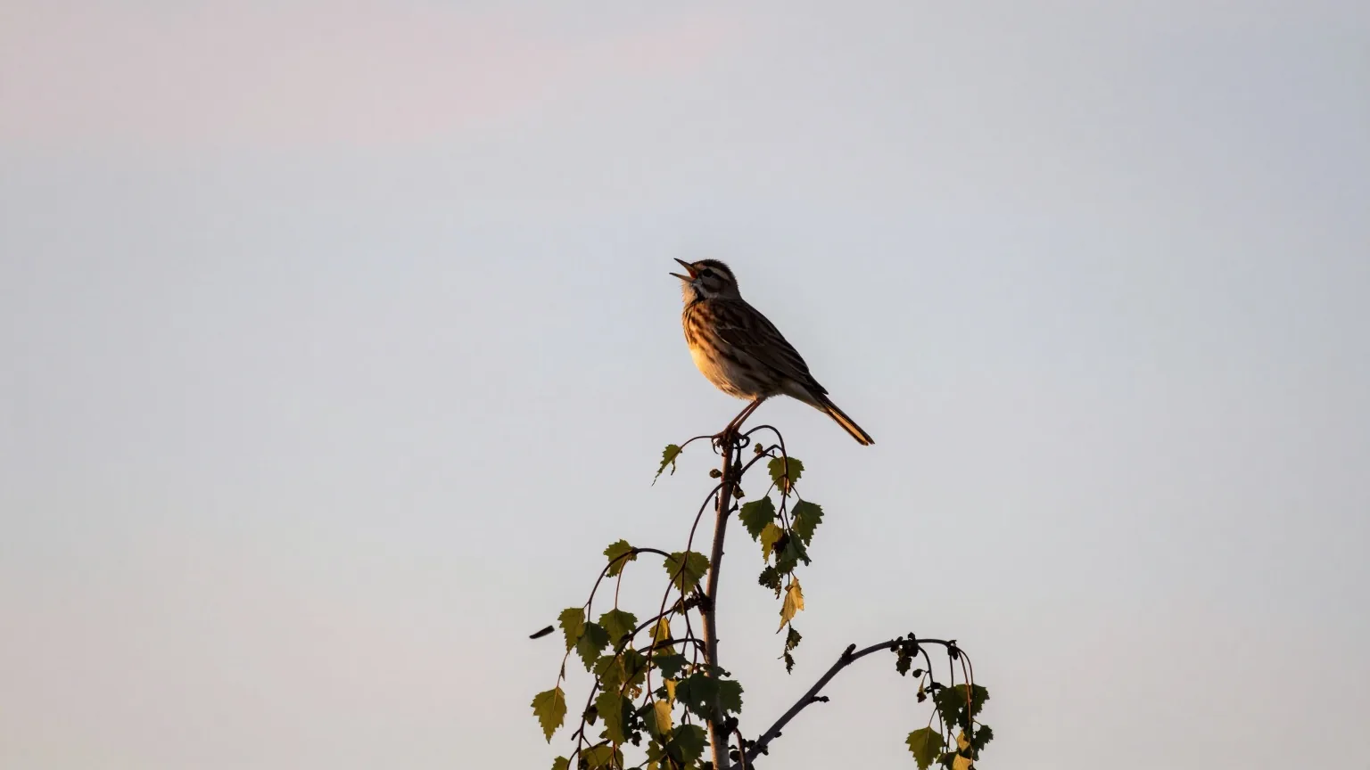 Eine Singdrossel singt auf der Spitze einer Birke vor einem hellen Morgenhimmel