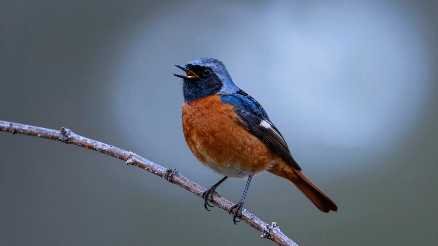 Ein Gartenrotschwanz mit orangeroter Brust singt auf einem dürren Kiefernzweig im blauen Licht vor Sonnenaufgang