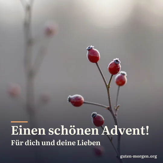 Rote Hagebutten mit Raureif an einem kahlen Zweig im frühen Morgenlicht; Schrift: „Einen schönen Advent! Für dich und deine Lieben“
