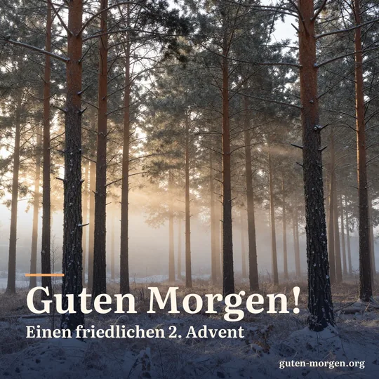 Leicht verschneiter Kiefernwald bei Sonnenaufgang, goldenes Licht fällt durch den Morgennebel zwischen die Stämme; Schrift: „Guten Morgen! Einen friedlichen 2. Advent“