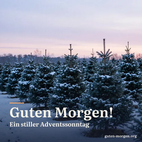 Reihen junger Tannen in einer Weihnachtsbaumkultur unter frischem Schnee in der Morgendämmerung, weiches blaues Licht und zartrosa Himmel; Schrift: „Guten Morgen! Ein stiller Adventssonntag“