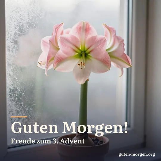 Blassrosa Amaryllis in voller Blüte in einem Tontopf auf der Fensterbank, Eis an der Scheibe und weiches Morgenlicht; Schrift: „Guten Morgen! Freude zum 3. Advent“