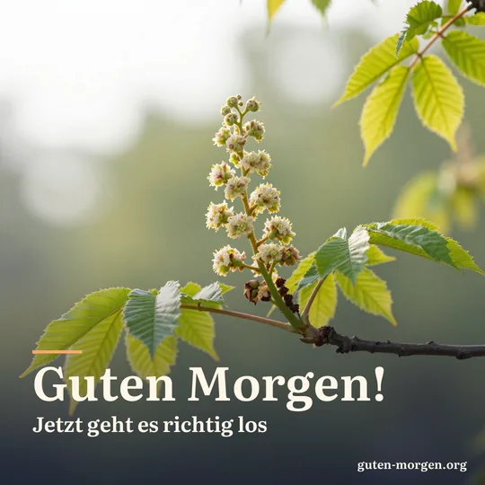 Ein Rosskastanienzweig, dessen klebrige Knospen gerade frisches Grün entfalten, im Gegenlicht der Morgensonne; Schrift: „Guten Morgen! Jetzt geht es richtig los“