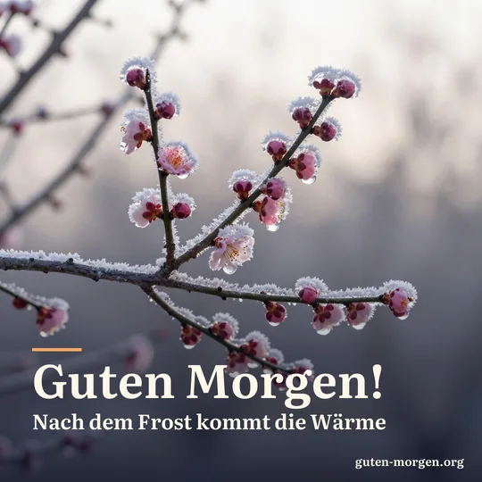 Pflaumenblüten in klarem Eis nach einer Frostnacht leuchten in der aufgehenden Sonne; Schrift: „Guten Morgen! Nach dem Frost kommt die Wärme“