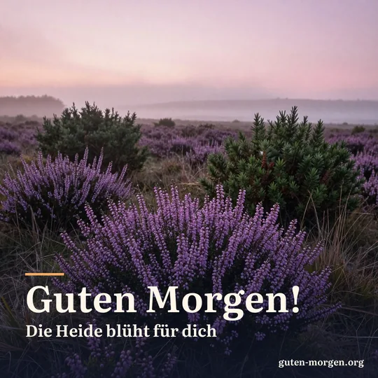 Lila blühende Heide mit vereinzelten Wacholderbüschen bei Sonnenaufgang im Morgennebel; Schrift: „Guten Morgen! Die Heide blüht für dich“