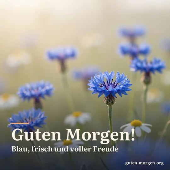 Blaue Kornblumen und weiße Kamille auf einer Wiese bei Sonnenaufgang, mit feinen Tautropfen; Schrift: "Guten Morgen! Blau, frisch und voller Freude"