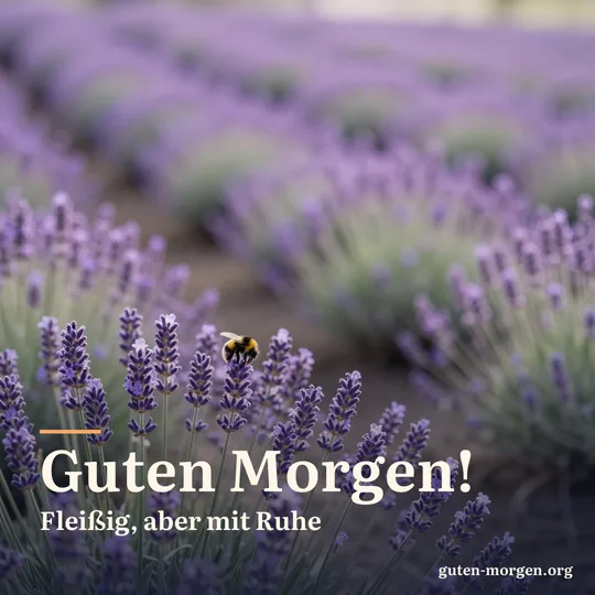 Reihen blühenden Lavendels im frühen Morgenlicht, im Vordergrund eine Hummel auf einer Blüte; Schrift: "Guten Morgen! Fleißig, aber mit Ruhe"