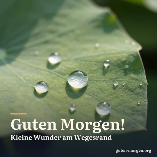 Nahaufnahme runder Tautropfen auf einem großen grünen Blatt, in jedem Tropfen spiegelt sich die Morgensonne; Schrift: "Guten Morgen! Kleine Wunder am Wegesrand"