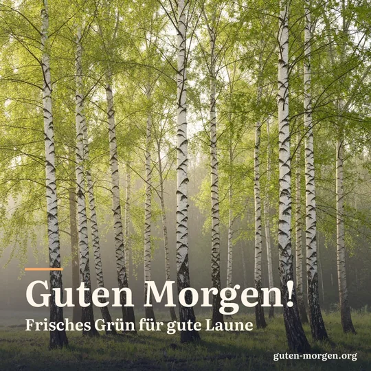 Birkenwald im Frühling mit hellgrünem Laub und weißen Stämmen, Morgendunst und weiches Sonnenlicht; Schrift: "Guten Morgen! Frisches Grün für gute Laune"