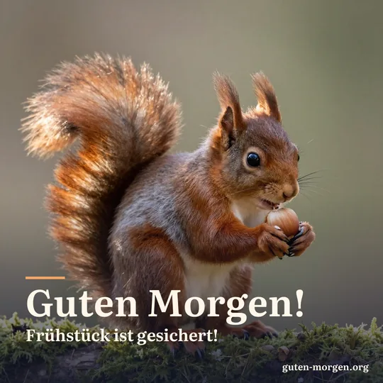 Rotes Eichhörnchen sitzt auf einem bemoosten Ast und hält eine Haselnuss, die Morgensonne lässt sein Fell leuchten; Schrift: "Guten Morgen! Frühstück ist gesichert!"