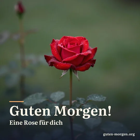 Einzelne rote Rose mit Tautropfen an einem Rosenstrauch im weichen Morgenlicht; Schrift: „Guten Morgen! Eine Rose für dich“
