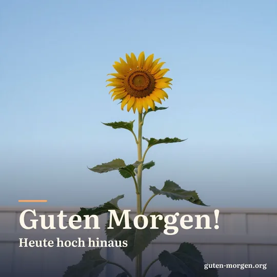 Einzelne hohe Sonnenblume ragt über einen weißen Gartenzaun, von unten gesehen vor klarem blauem Morgenhimmel; Schrift: „Guten Morgen! Heute hoch hinaus“