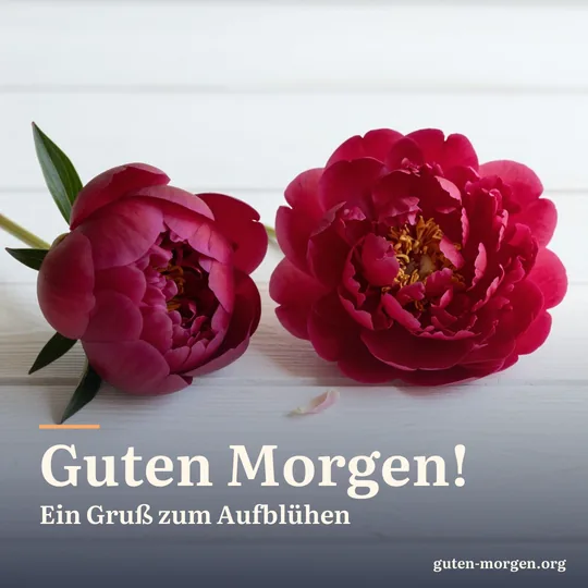Dunkelrote Pfingstrosenknospe und eine voll erblühte Blüte nebeneinander auf einem weißen Holztisch, lose Blütenblätter; Schrift: „Guten Morgen! Ein Gruß zum Aufblühen“