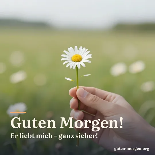 Eine Hand hält eine Margerite, von der schon einige Blütenblätter gezupft sind, dahinter eine unscharfe Sommerwiese; Schrift: „Guten Morgen! Er liebt mich – ganz sicher!“