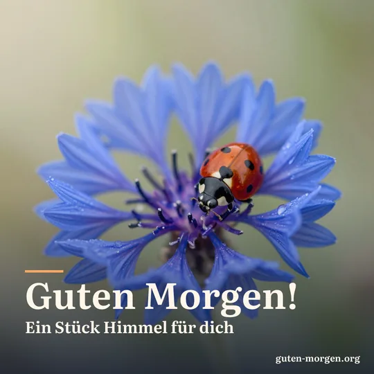 Nahaufnahme einer einzelnen blauen Kornblume mit einem Marienkäfer und Tautropfen im Morgenlicht; Schrift: „Guten Morgen! Ein Stück Himmel für dich“