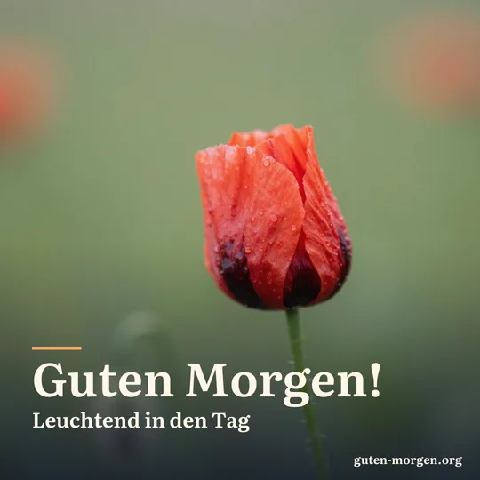 Eine einzelne Mohnknospe öffnet sich, die zerknitterten roten Blütenblätter entfalten sich, Tautropfen; Schrift: „Guten Morgen! Leuchtend in den Tag“