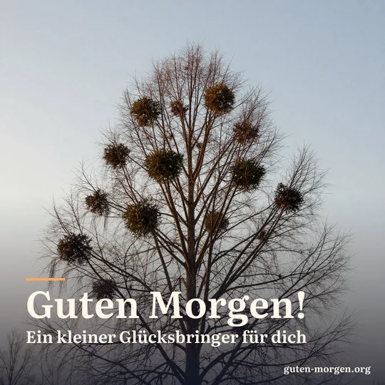 Kugelige Misteln in der kahlen Krone einer hohen Pappel als Silhouette vor goldenem Winterhimmel bei Sonnenaufgang; Schrift: „Guten Morgen! Ein kleiner Glücksbringer für dich“
