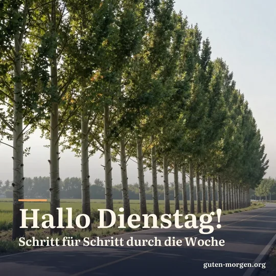 Reihe hoher Pappeln an einer stillen Landstraße, die Morgensonne scheint hindurch und wirft lange Schattenstreifen; Schrift: „Hallo Dienstag! Schritt für Schritt durch die Woche“