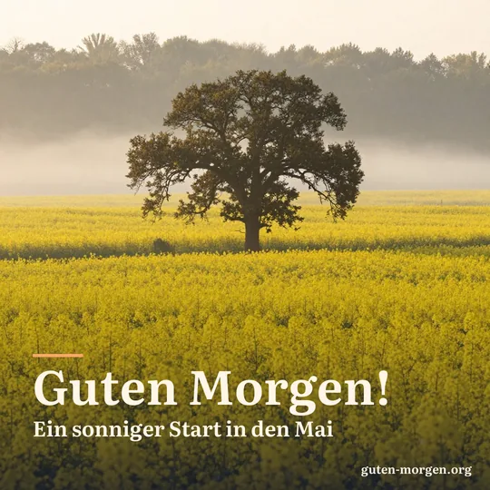 Leuchtend gelbes Rapsfeld bei Sonnenaufgang mit einer einzelnen Eiche, Nebel in den Senken; Schrift: „Guten Morgen! Ein sonniger Start in den Mai“