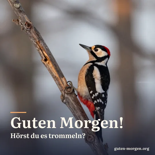 Ein Buntspecht klammert sich bei Sonnenaufgang an einen toten Ast im Winterwald; Schrift: „Guten Morgen! Hörst du es trommeln?“