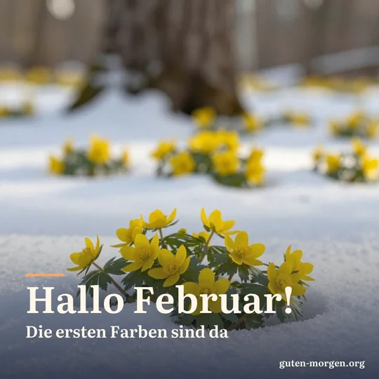 Leuchtend gelbe Winterlinge wachsen unter einem Baum durch eine dünne Schneeschicht; Schrift: „Hallo Februar! Die ersten Farben sind da“