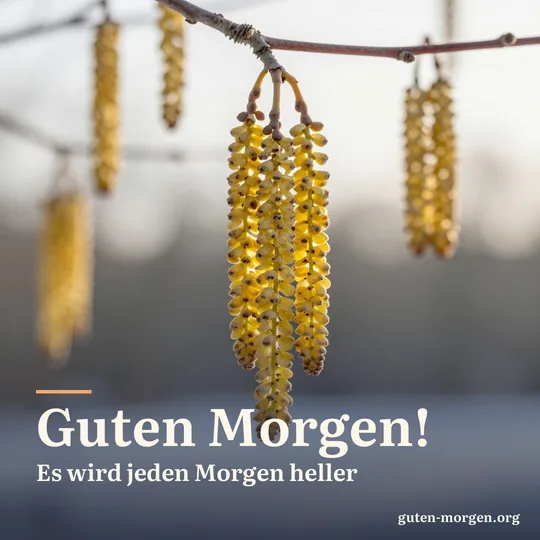 Haselkätzchen hängen an einem kahlen Zweig und leuchten gelb im Gegenlicht der tiefen Morgensonne; Schrift: „Guten Morgen! Es wird jeden Morgen heller“