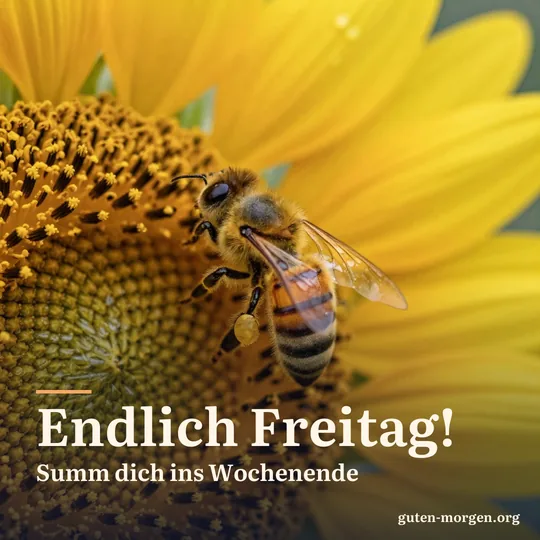 Nahaufnahme einer Honigbiene auf einer Sonnenblumenblüte mit Morgentau; Schrift: „Endlich Freitag! Summ dich ins Wochenende“