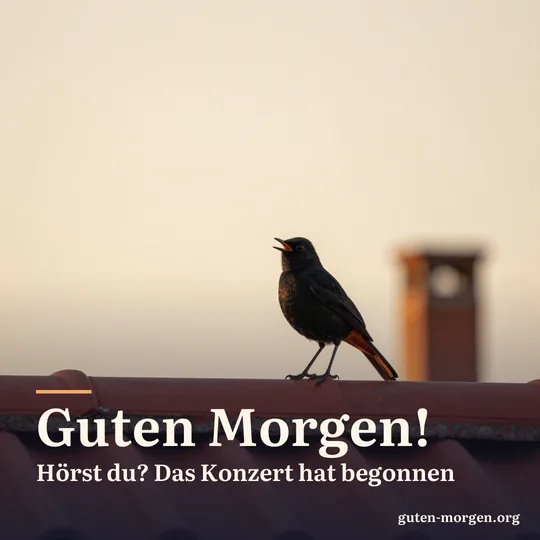Hausrotschwanz singt auf einem Dachfirst aus roten Ziegeln in der Morgendämmerung; Schrift: „Guten Morgen! Hörst du? Das Konzert hat begonnen“