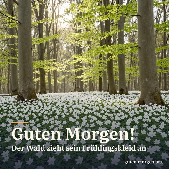 Ein Teppich aus weißen Buschwindröschen im lichten Buchenwald, Morgensonne fällt durch das junge Laub; Schrift: „Guten Morgen! Der Wald zieht sein Frühlingskleid an“