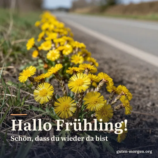Gelber Huflattich an einer sonnigen Böschung am Wegrand, aus der Nähe im frischen Morgenlicht; Schrift: „Hallo Frühling! Schön, dass du wieder da bist“