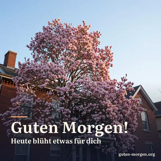 Rosa blühende Magnolie vor einem alten Backsteinhaus, die Morgensonne leuchtet durch die Blüten; Schrift: „Guten Morgen! Heute blüht etwas für dich“