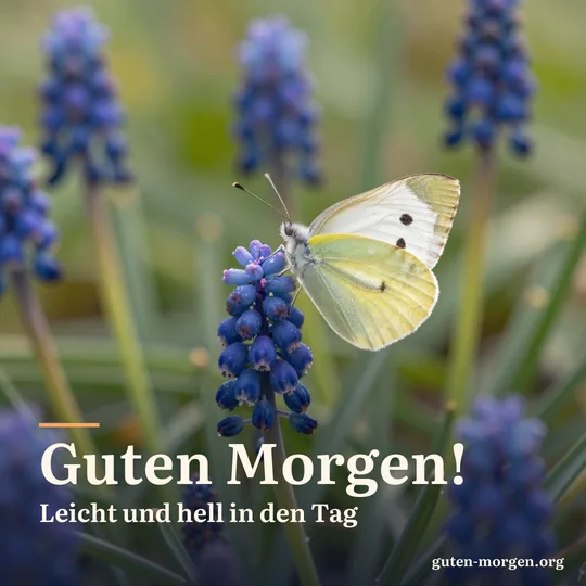 Ein Zitronenfalter sitzt auf blauen Traubenhyazinthen im Gartenbeet, seine Flügel leuchten in der Morgensonne; Schrift: „Guten Morgen! Leicht und hell in den Tag“