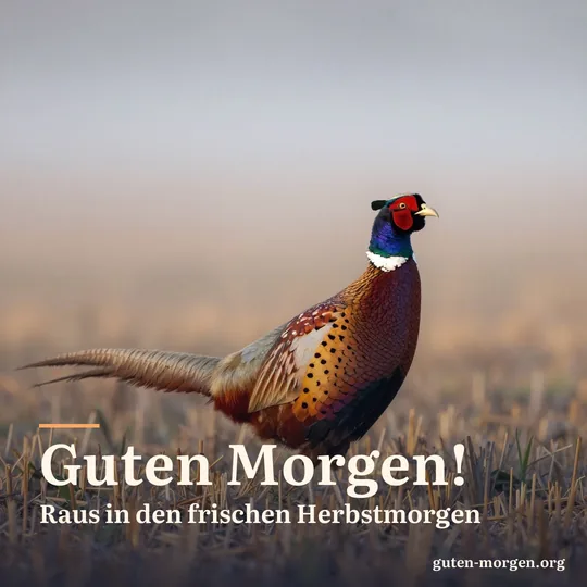 Ein Fasanenhahn steht auf einem nebligen Stoppelfeld, sein buntes Gefieder leuchtet im ersten Sonnenlicht; Schrift: „Guten Morgen! Raus in den frischen Herbstmorgen“