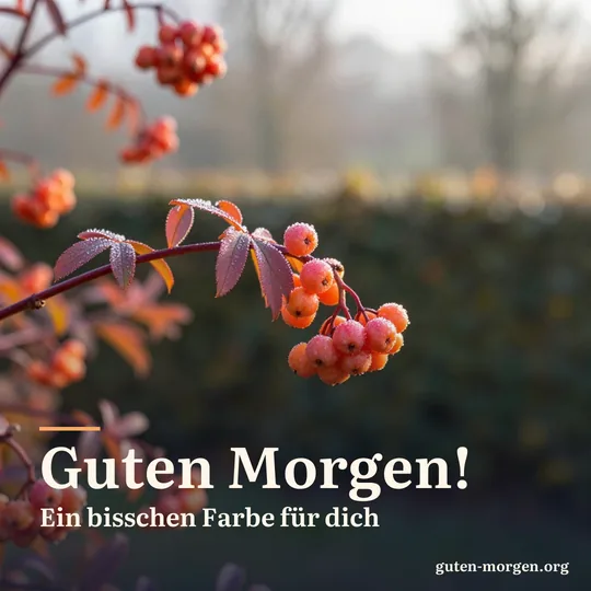 Rosa-orange Früchte des Pfaffenhütchens mit Tautropfen leuchten in der tiefen Morgensonne; Schrift: „Guten Morgen! Ein bisschen Farbe für dich“