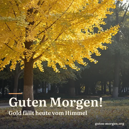 Ein Ginkgobaum leuchtet hellgelb in der Morgensonne, fächerförmige Blätter fallen auf den Rasen; Schrift: „Guten Morgen! Gold fällt heute vom Himmel“