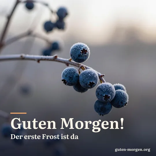 Dunkelblaue Schlehen mit Reif an einem dornigen Zweig, der erste Frost glitzert im Licht der aufgehenden Sonne; Schrift: „Guten Morgen! Der erste Frost ist da“
