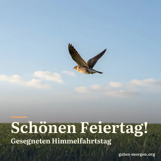 Feldlerche schwebt über einer grünen Wiese vor hellblauem Morgenhimmel; Schrift: „Schönen Feiertag! Gesegneten Himmelfahrtstag“
