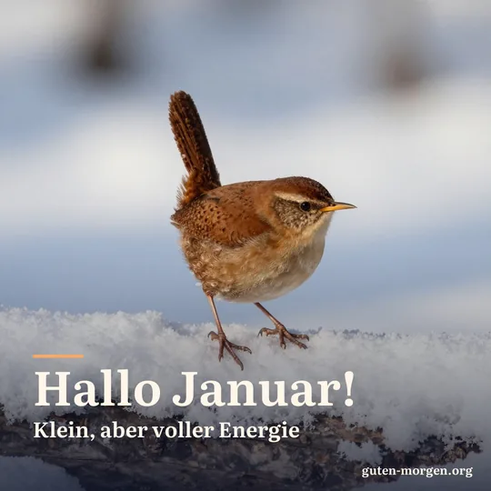Ein Zaunkönig sitzt mit gestelztem Schwanz auf einem verschneiten Holzstamm im Morgenlicht; Schrift: „Hallo Januar! Klein, aber voller Energie“
