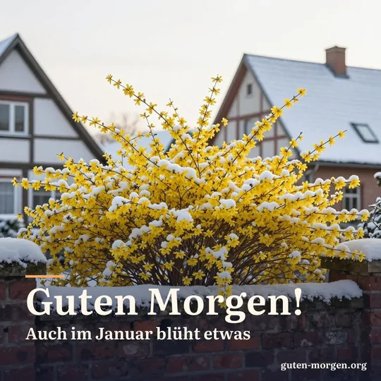 Gelber Winterjasmin blüht an einer alten, leicht verschneiten Backsteinmauer im Morgenlicht; Schrift: „Guten Morgen! Auch im Januar blüht etwas“