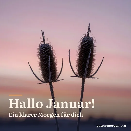 Verschneite Fruchtstände der Wilden Karde vor einem rosa-orangen Winterhimmel bei Sonnenaufgang; Schrift: „Hallo Januar! Ein klarer Morgen für dich“