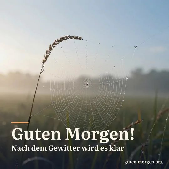 Regentropfen glitzern in der Morgensonne auf einem Spinnennetz zwischen Grashalmen nach einem Sommergewitter; Schrift: „Guten Morgen! Nach dem Gewitter wird es klar“