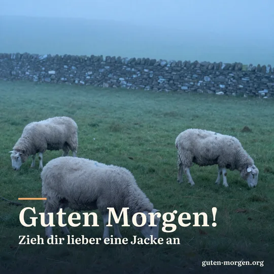 Frisch geschorene Schafe grasen in der Morgendämmerung auf einer nebligen Weide vor einer Steinmauer; Schrift: „Guten Morgen! Zieh dir lieber eine Jacke an“