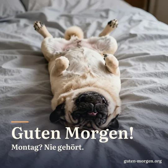 Mops schläft auf dem Rücken mit allen vier Pfoten in der Luft auf einer zerwühlten Bettdecke; Schrift: "Guten Morgen! Montag? Nie gehört."