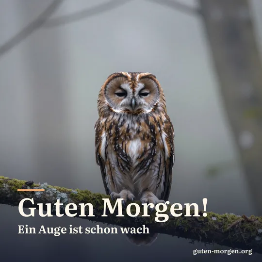 Waldkauz sitzt in der Morgendämmerung auf einem bemoosten Ast, ein Auge offen, eines noch geschlossen; Schrift: "Guten Morgen! Ein Auge ist schon wach"