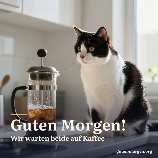 Schwarz-weiße Katze sitzt auf der Küchenarbeitsplatte und starrt gebannt auf eine Kaffeepresse aus Glas; Schrift: "Guten Morgen! Wir warten beide auf Kaffee"