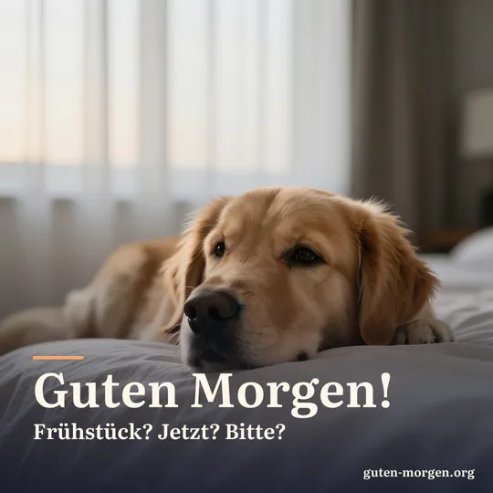 Golden Retriever legt das Kinn auf die Bettkante und schaut im Morgenlicht erwartungsvoll nach oben; Schrift: "Guten Morgen! Frühstück? Jetzt? Bitte?"