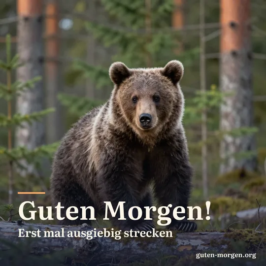 Braunbärjunges streckt sich nach dem Aufwachen ausgiebig auf einem bemoosten Baumstamm im Morgenlicht; Schrift: "Guten Morgen! Erst mal ausgiebig strecken"