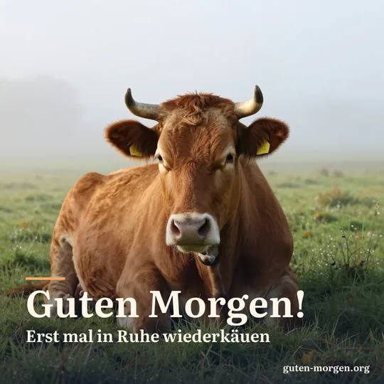 Braune Kuh liegt gemütlich wiederkäuend mit halb geschlossenen Augen auf einer nebligen Wiese bei Sonnenaufgang; Schrift: "Guten Morgen! Erst mal in Ruhe wiederkäuen"