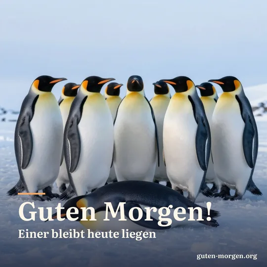 Eine Gruppe Pinguine steht am verschneiten Ufer, während ein Pinguin flach auf dem Bauch im Schnee liegt; Schrift: "Guten Morgen! Einer bleibt heute liegen"